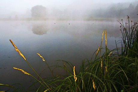 pivovarskyrybnik