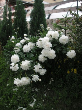 PICT0383