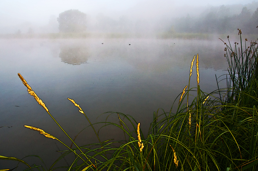 pivovarskyrybnik