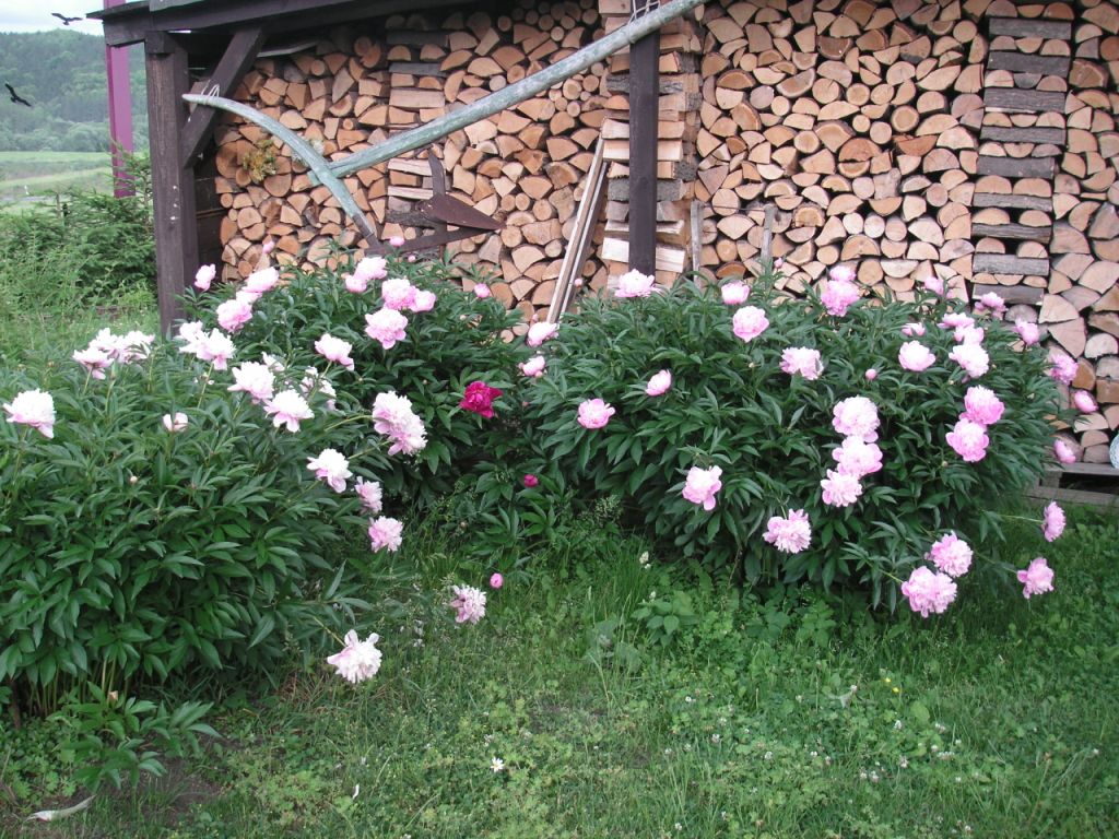 PICT0378