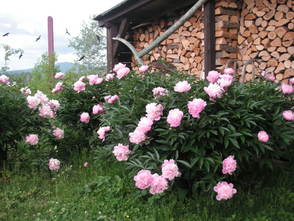 PICT0379